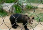 Stainless Steel Zoo Mesh