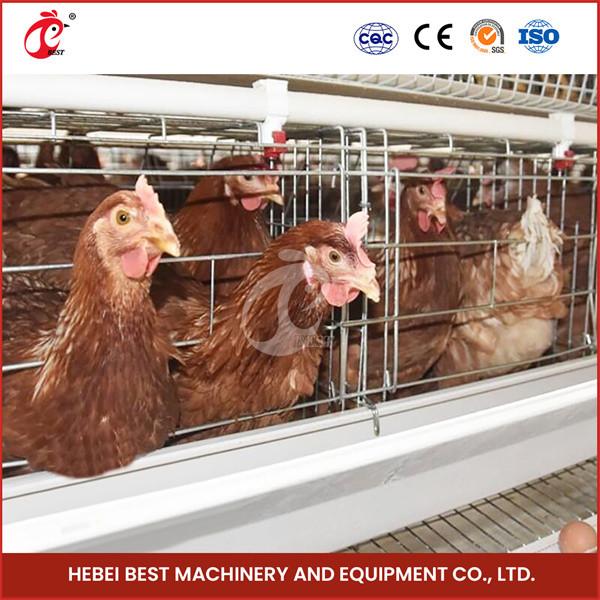 Uganda 4 Tiers 160 Birds Capacity Poultry Layer Battery Cage System For Sale