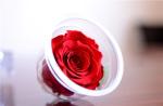 Preserved Roses Flower 12 Roses in Round Gift Box for Wife or Girlfriend rose