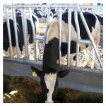 20 Sets Farm Machinery Dairy Cow Headlocks Farm Machinery Equipment