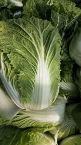 Wholesale Good Taste Organic Chinese Cabbage Rich In Vitamin C No Fleck Scar from china suppliers