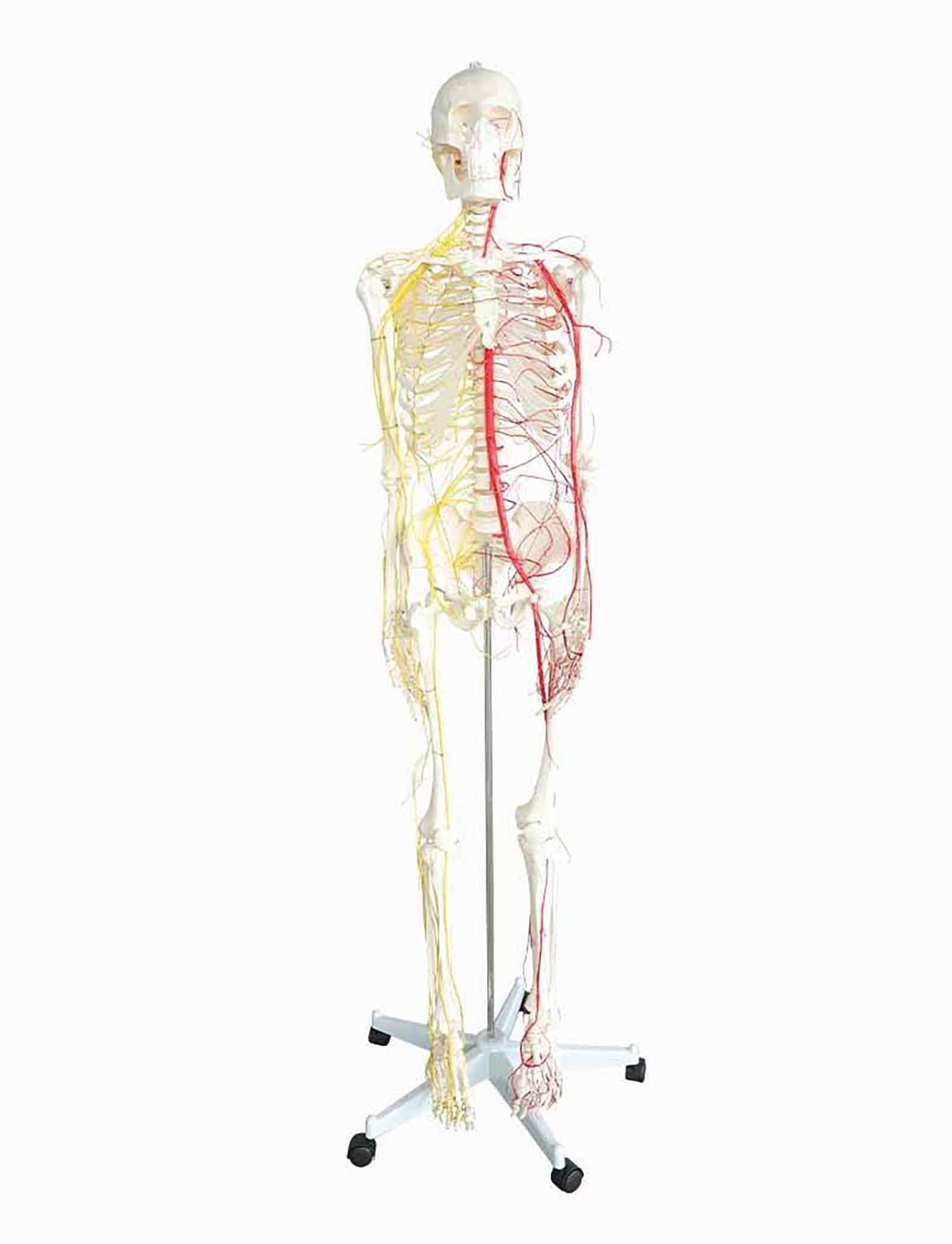All human skeleton model with neurovascular Life Size Skeleton with Spinal Nerves Muscle Insertion Human Skeleton Model