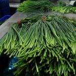 FDA 32cm Length A Grade Green Garlic Shoot Dia 0.9cm