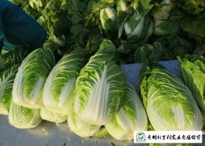 Wholesale Salad Factory Chinese Cabbage Plant No Pollution Delicious Cold Resistance from china suppliers