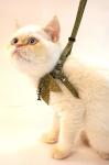 Fish Charm Cat Harness Collar Leash Set Total Length 47.2 Inches Fashionable