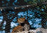 50m Length 1.5mm Flexible Stainless Steel Cable Mesh Animal Protect