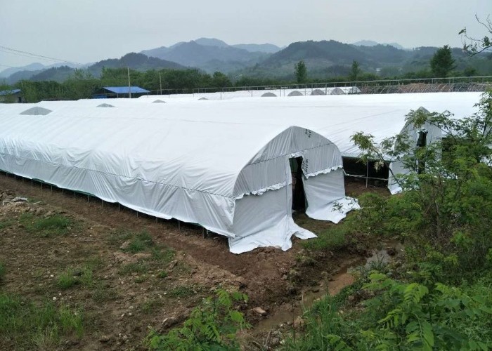 Agriculture Hot Dip Galvanized Steel Framework Panda Film Greenhouse Mushroom Cultivation