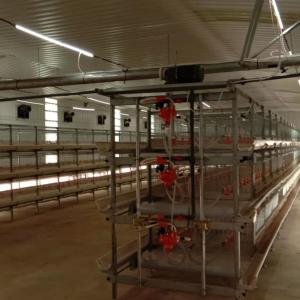 Wholesale Automatic Broiler Feeding System The Ideal Solution for Poultry Farms from china suppliers