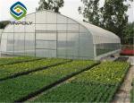 Agricultural Tomato 12m Single Tunnel Greenhouse