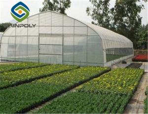 Wholesale Agricultural Tomato 12m Single Tunnel Greenhouse from china suppliers