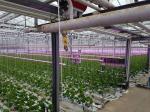 IP65 Anodizing Indoor Greenhouse Lighting / Grow Light Wattage For Indoor Plants