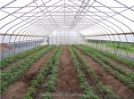 150/200micro Film High Tunnel Agricultural Greenhouse for Tomato Hydroponic