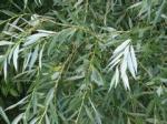 White willow Bark Extract, Salicoside 25% 98%, CAS NO.:138-52-3,pain relieving ,