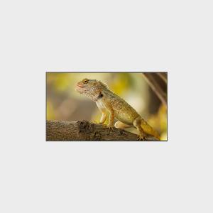 Wholesale 98 inch High Brirghtness LCD Display 3840*2160 2000nits from china suppliers
