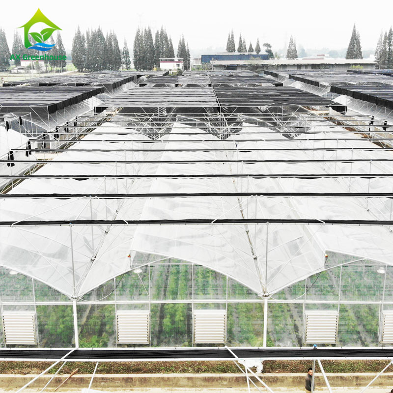 Multi Span Custom Poly Tunnel Vegetable Film Greenhouses With Irrigation System