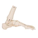 Life Size Medical Anatomy Human Foot Skeleton Model For Medical Study