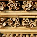 Tonkin Bamboo Cane for Plants Grow Support Custom Size Bamboo Stick
