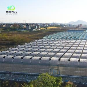 Wholesale Customized Multi-Span Film Greenhouse for Hydroponic Tomatoes/Cucumbers/Peppers/Strawberries from china suppliers