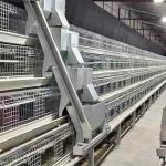 Layer Chicken Cage And Automatic Egg Collection Poultry Farm House Equipment