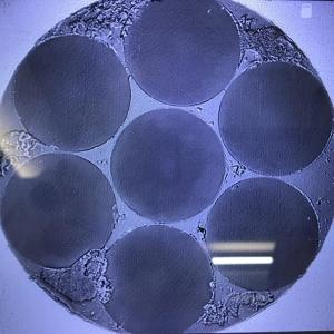 Wholesale Multi Core Optical Fiber Scientific Research Products 6 hexagon arranged from china suppliers