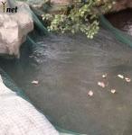 Corrosion Resistant HDPE Bird Netting Transparent Agricultural Mesh Netting 10m