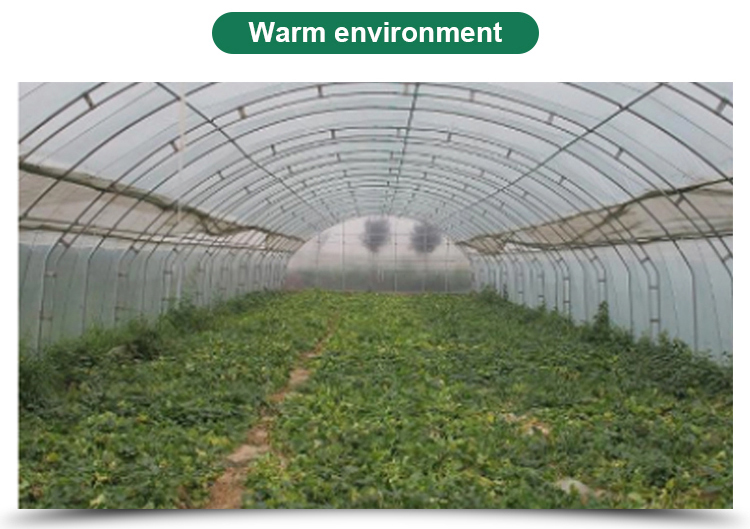 Optimal Plant Cultivation Tunnel Greenhouse Covered with 150/200micro PO Film