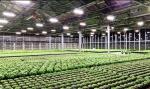 Outdoor Greenhouse 330W IP65 Greenhouse LED Grow Lights
