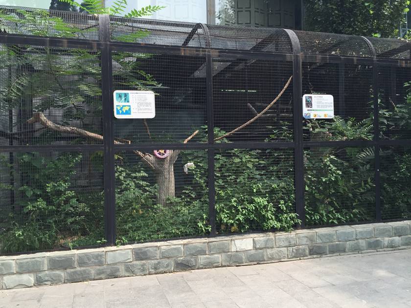 Black painting welded mesh as cage for small birds and in cage there are lots of plants.