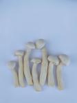 Natural Organic Snacks White Beech Mushroom Healthy Vegetable VF Shimeji