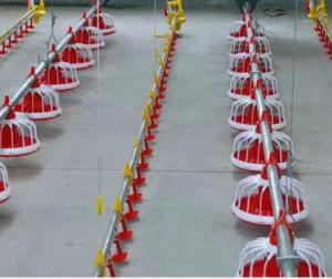 Wholesale Floor Galvanized Chicken Feeding Line Automatic Feeding Machine For Poultry from china suppliers