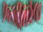 Natural Red Yidu Chili With Stem Jinta Chilli Pepper seasoning food