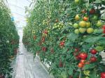 150/200micro Film High Tunnel Agricultural Greenhouse for Tomato Hydroponic