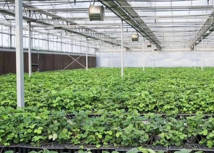 400mm Greenhouse Cooling Equipment Circulation Fan Indoor Greenhouse Ventilation Fan