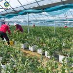 Professional Structure Agricultural Blueberry Greenhouse Customizable