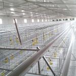 Corrision Resistant Battery Cage For Broilers , Auto Control Hi Tech Chicken