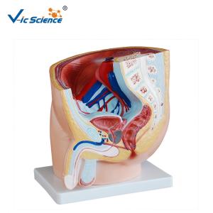 Wholesale Eco - Friendly PVC Human Anatomical Model Male Pelvis Model 1 Part from china suppliers