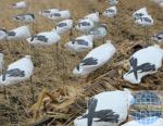 OEM decoys