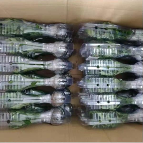 Custom Disposable Clamshell Plant Packaging Box Recyclable PET Plastic for Flower Craft Transportation Protection Plastic Box