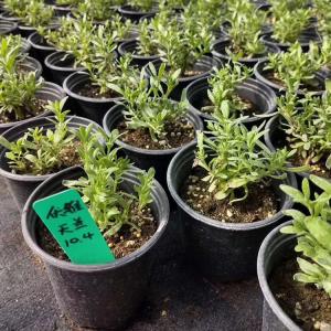 Wholesale 1 2 3 4 5 7 10 15 gallon garden plant black plastic nursery flower pot from china suppliers