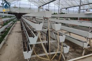 Wholesale Modern Agricultural Strawberry Growing Troughs Greenhouse PVC Hydroponic Grow Equipment from china suppliers