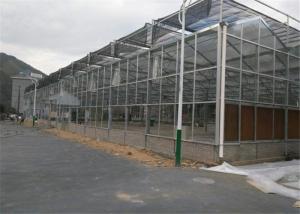 Wholesale Venlo Type Toughened Glass Greenhouse Hot Galvanized Steel Skeleton Material from china suppliers