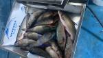ISO 220V Commercial Fish Scaler Machine , Stainless Steel Fish Gut Remove