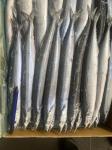 2# BQF Frozen Pacific Saury Fish With High Protein