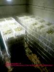 sustainable white chicken cage 680*490*160mm Virgin PP Transportation Chicken
