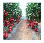 Small High Tunnel Film Greenhouse For Growing Tomatoes 6m-10m Width