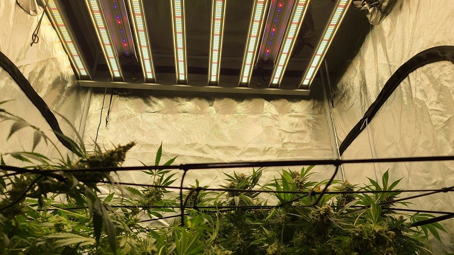 Supplemental 30W UV 365nm 385nm 395nm lED grow light bar For Flowering Stage THC Enhancement
