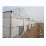 Super Strong Resistance Multi Span Agricultural Greenhouse By Shine Tech