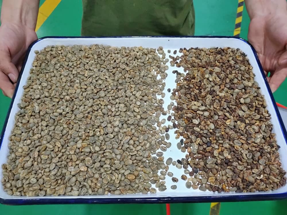 Small Mini Green Brown Coffee Beans Color Sorter Machinery 300 - 500 kg/h