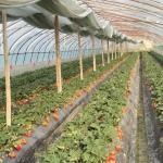 Multi-Span Commercial Greenhouse Hydroponic Growing System for Fruits and