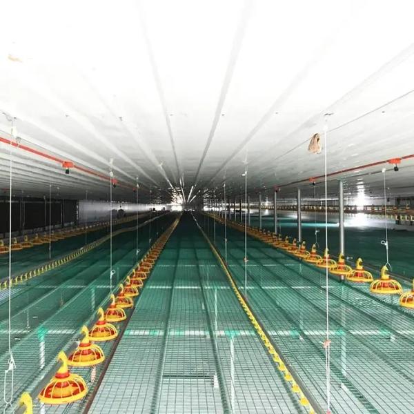 Waterproof Automatic Poultry Farm Equipment Chicken House Feeders Drinkers